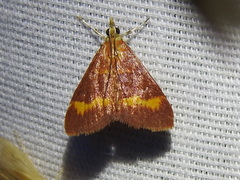Pyrausta pseuderosnealis