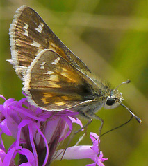 Hesperia assiniboia