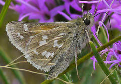 Hesperia assiniboia