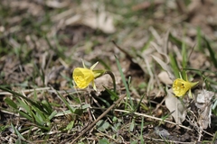Narcissus bulbocodium graellsii