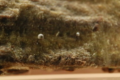 Collaria arcyrionema