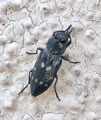 Melanophila consputa