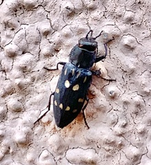 Melanophila consputa