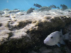 Herichthys minckleyi