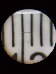 Collaria arcyrionema