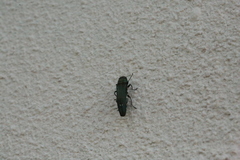 Agrilus biguttatus
