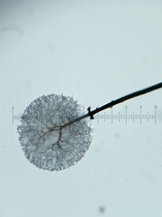 Collaria arcyrionema