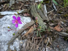 Phemeranthus mengesii
