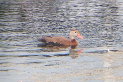 Dendrocygna autumnalis