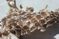 Zamenis longissimus