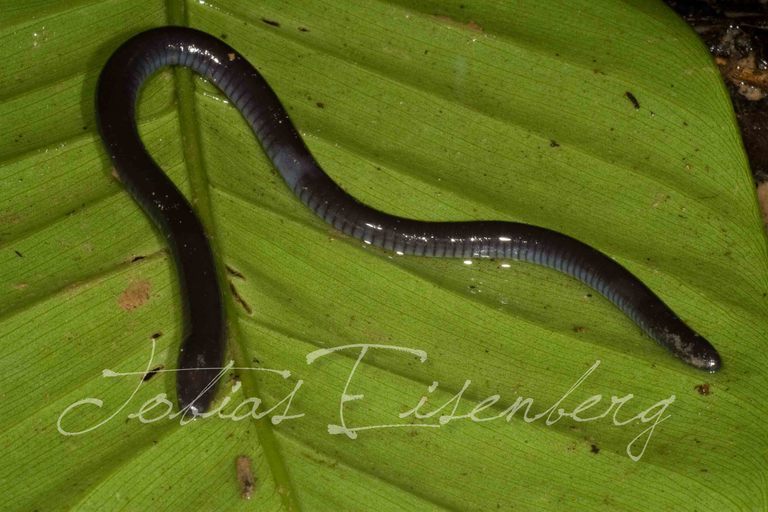 Cecilia de tentáculos (Anfibios de la Amazonía Boliviana) · iNaturalist