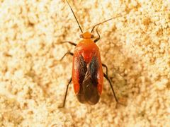 Tropidosteptes cardinalis