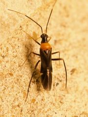 Pseudoxenetus regalis