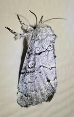 Charadra dispulsa