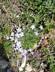 Phlox condensata