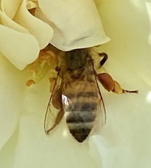 Apis mellifera