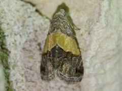 Tripudia balteata