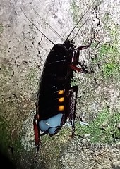 Megaloblatta blaberoides