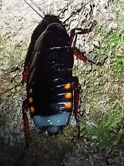 Megaloblatta blaberoides