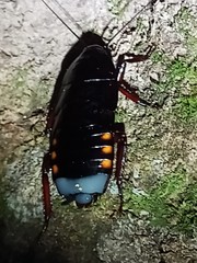 Megaloblatta blaberoides