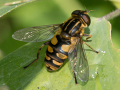 Helophilus obscurus