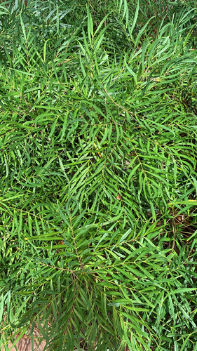 Acacia confusa iNat (2)