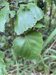 Betula neoalaskana