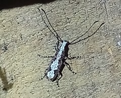 Ptychoderes rugicollis