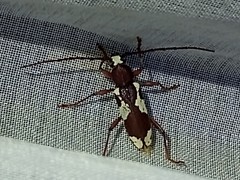 Enaphalodes coronatus