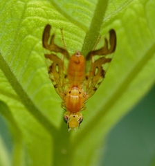 Strauzia longipennis
