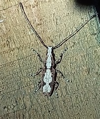 Ptychoderes rugicollis