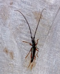 Disteniidae