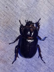 Phileurus