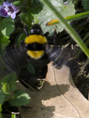 Bombus argillaceus