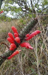 Cleistocactus baumannii