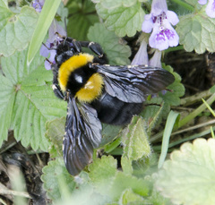 Bombus argillaceus