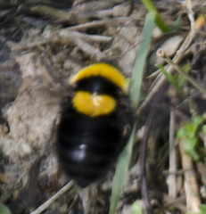 Bombus argillaceus