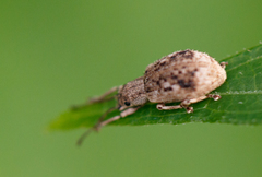 Pseudoedophrys