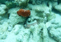 Octopus insularis