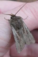 Agrotis innominata