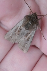 Agrotis innominata