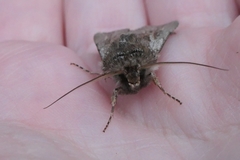 Agrotis innominata