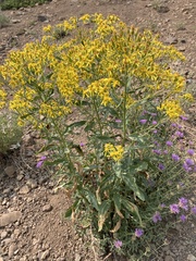 Senecio serra