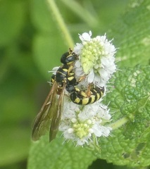 Myzinum quinquecinctum