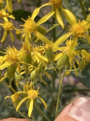 Senecio serra