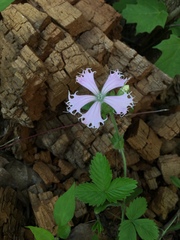 Silene polypetala