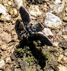 Trichopoda lanipes