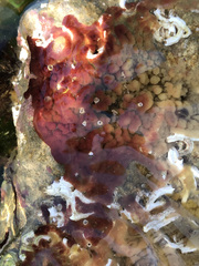 Aplysilla rubra