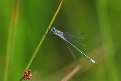 Lestes sponsa