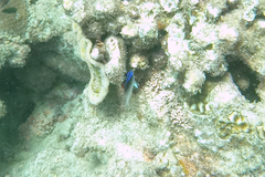 Chrysiptera rollandi